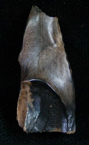 Large Triceratops Shed Tooth - #7153
